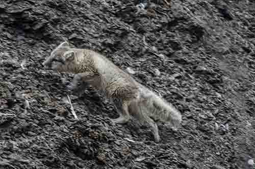 Zorro Ártico - islas Svalbard - Noruega 3.jpg